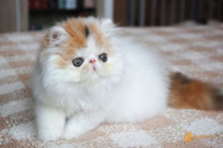 kucing persia peaknose kitten