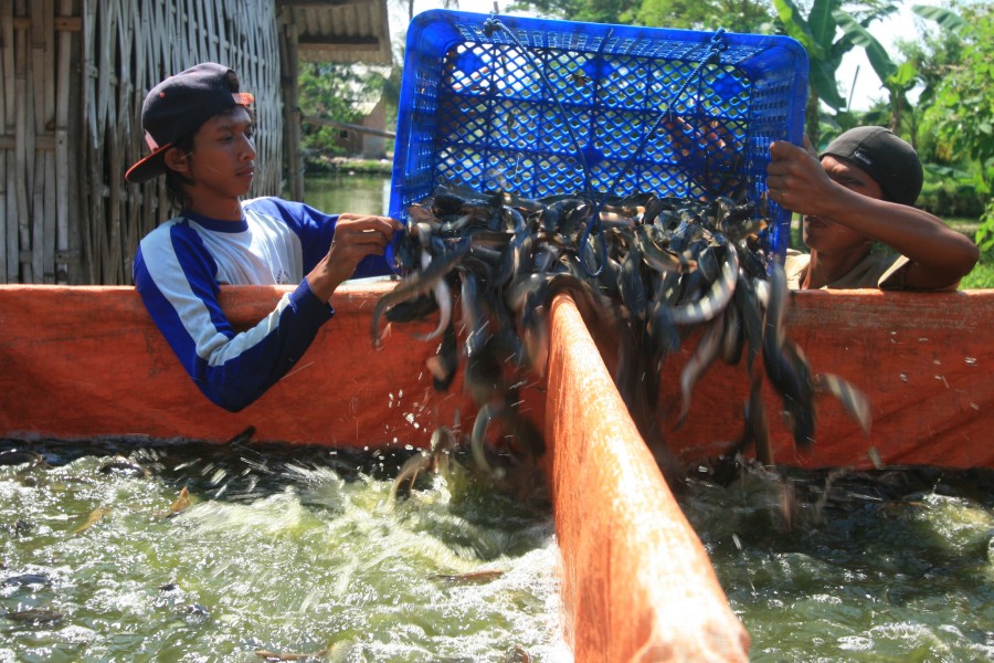 Kamu Mau Tahu Cara Ternak Lele yang Sukses? - Satu Jam