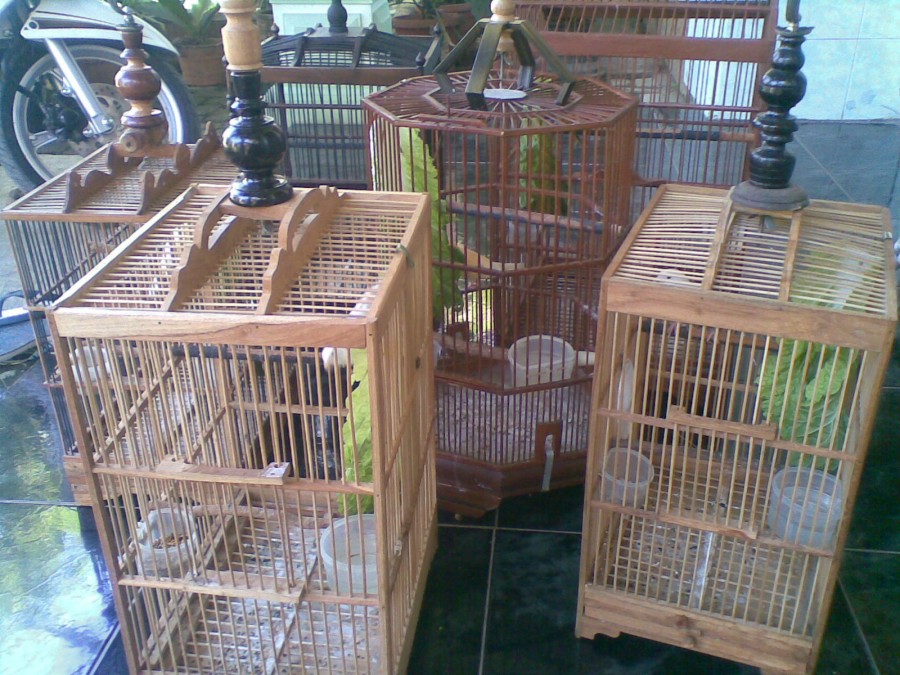Tips Persiapan Awal Membuat Kandang dan Beternak Burung Kenari