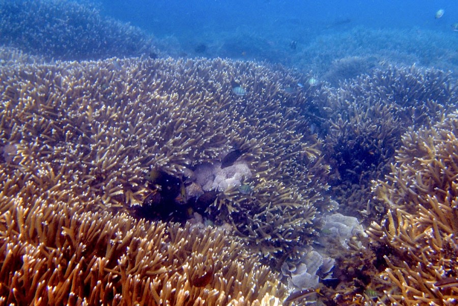 terumbu karang pulau umang