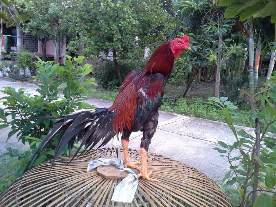 Warna Ayam Bangkok Istimewa Berkelas di Thailand ~ Ayam ...