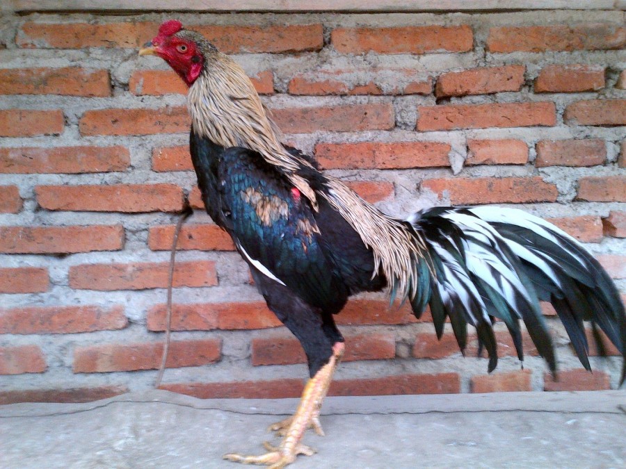 Jenis Ayam Birma Brasilian