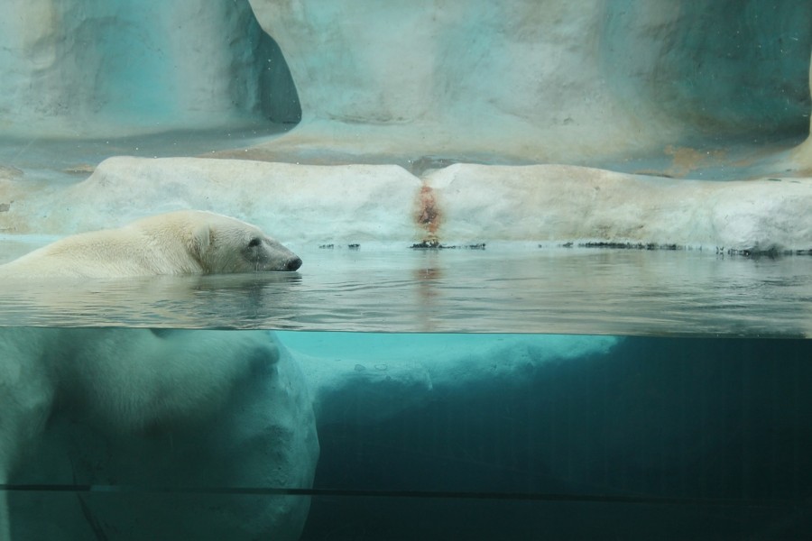 Beruang Kutub Bisa Berenang Seminggu Nonstop