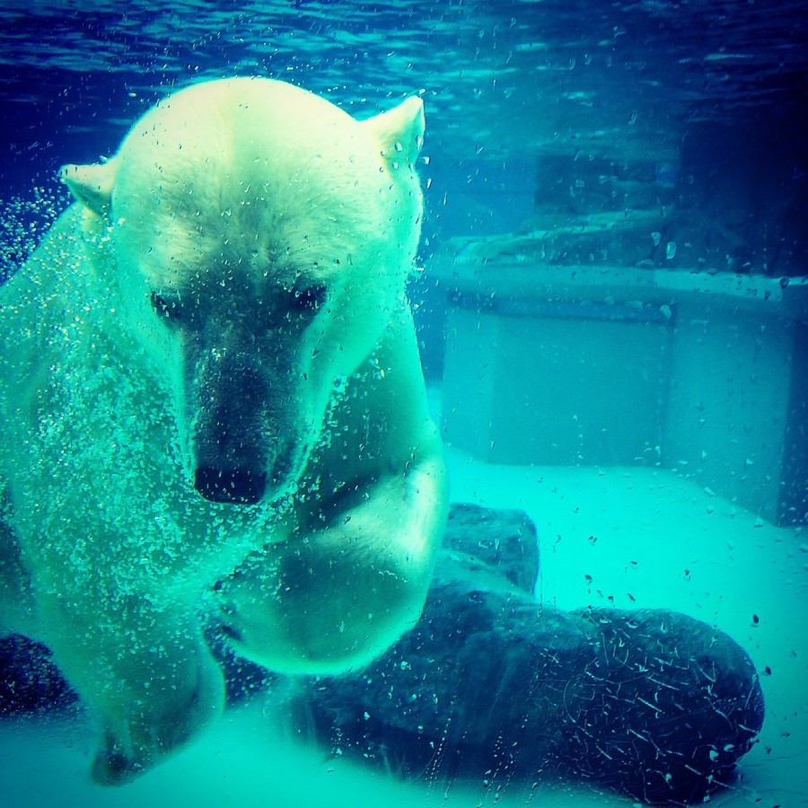 Beruang Kutub Tidak Bisa Dilihat dengan Kamera Inframerah