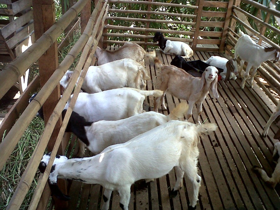 Gambar Kambing Boerawa Asal Usul Setiap Hewan Ternak Khusunya Mempunyai ...