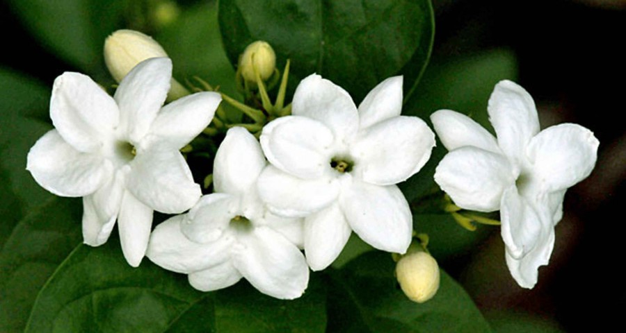 bunga-melati (robyhamdani4432.blogspot.com)
