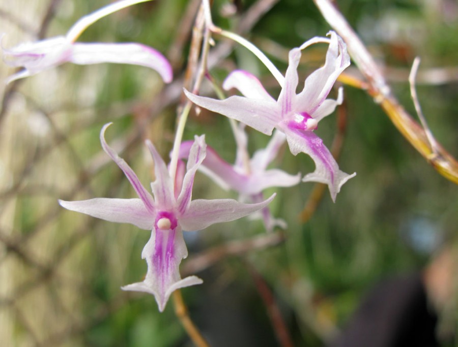 www.orchideenwlodarczyk.de