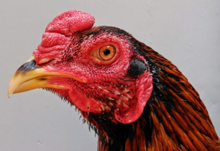 Ayam Jago: 18 Ciri Ayam Jago yang Bagus dan Sehat