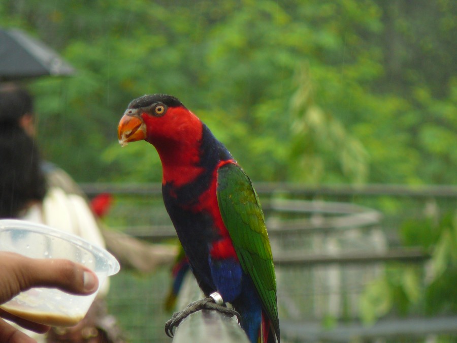 Lorius_lory_-Jurong_Bird_Park-6 (wikimedia.org)
