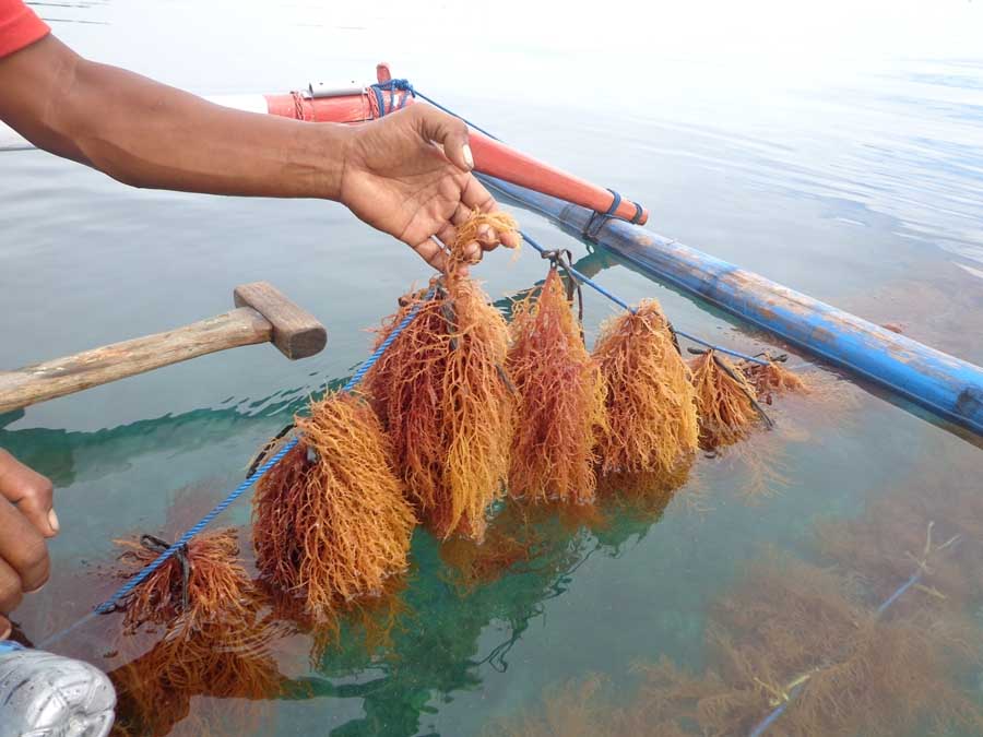 Melihat Budidaya Rumput Laut di Pulau Pari