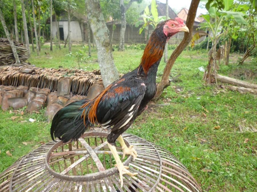 Badan Ayam Bangkok