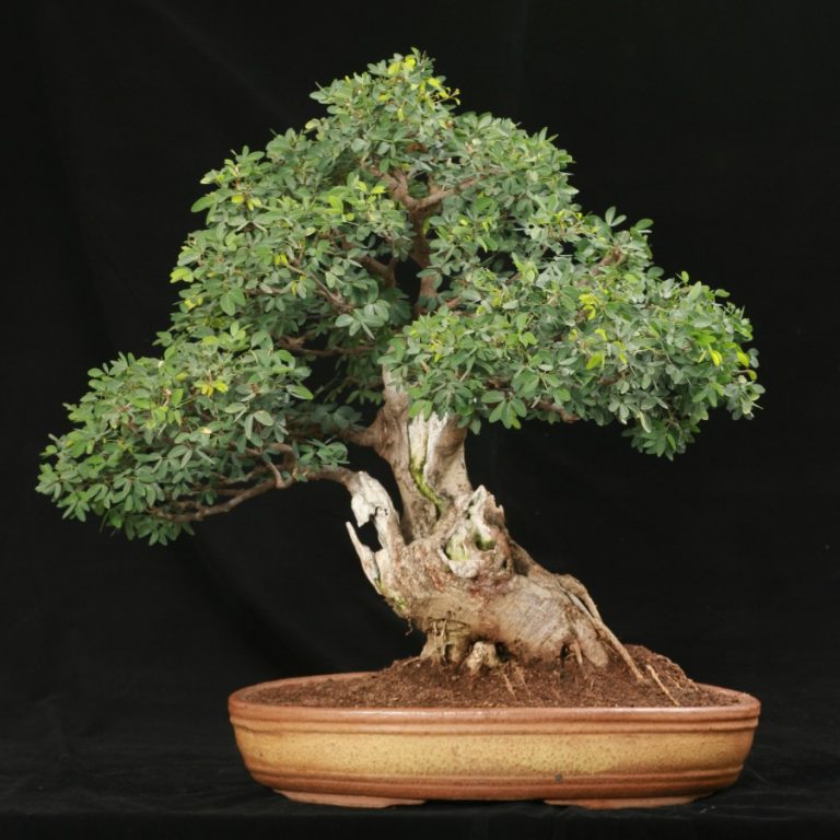 6 Jenis Tanaman Hias Bagus untuk Dijadikan Bonsai - Bonsai Adalah Jenis Tanaman Hias Yang Merupakan