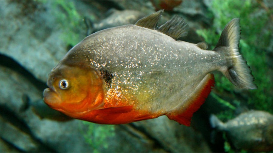 red-bellied-piranha