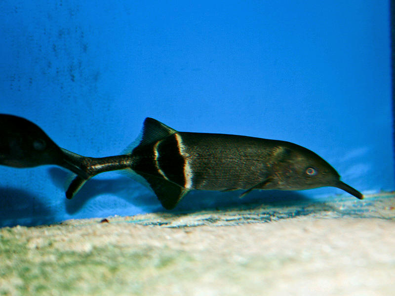 Elephant Nose Fish