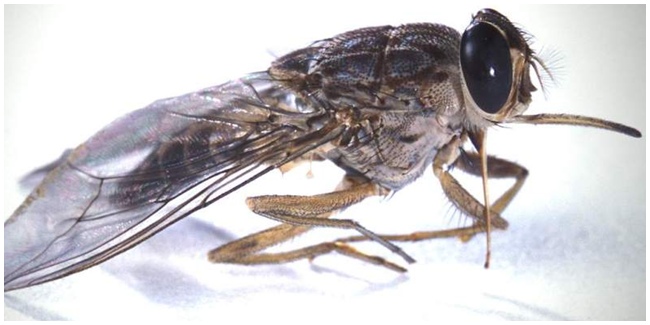 lalat tsetse beracun