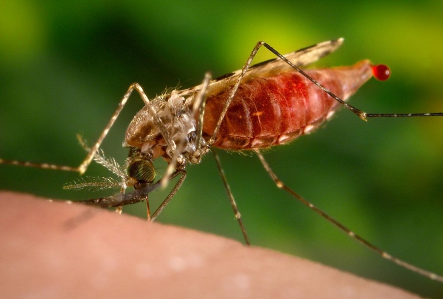  Jenis Jenis Nyamuk  Berbahaya yang Berada di Lingkungan 