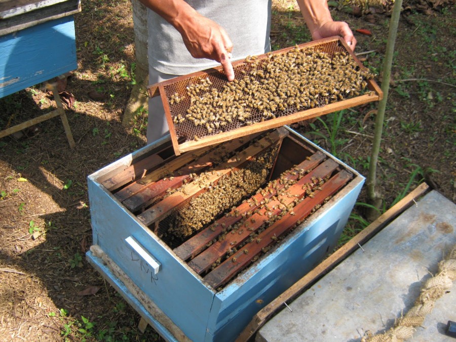 Peralatan Budidaya Lebah