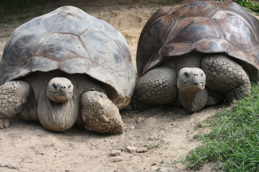 galapagos-tortoise-3