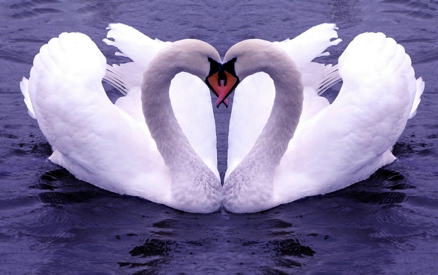 swan in love