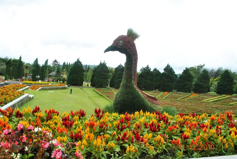 Hatimu Akan Nyaman Jika Berwisata Ke Taman  Bunga  Cianjur
