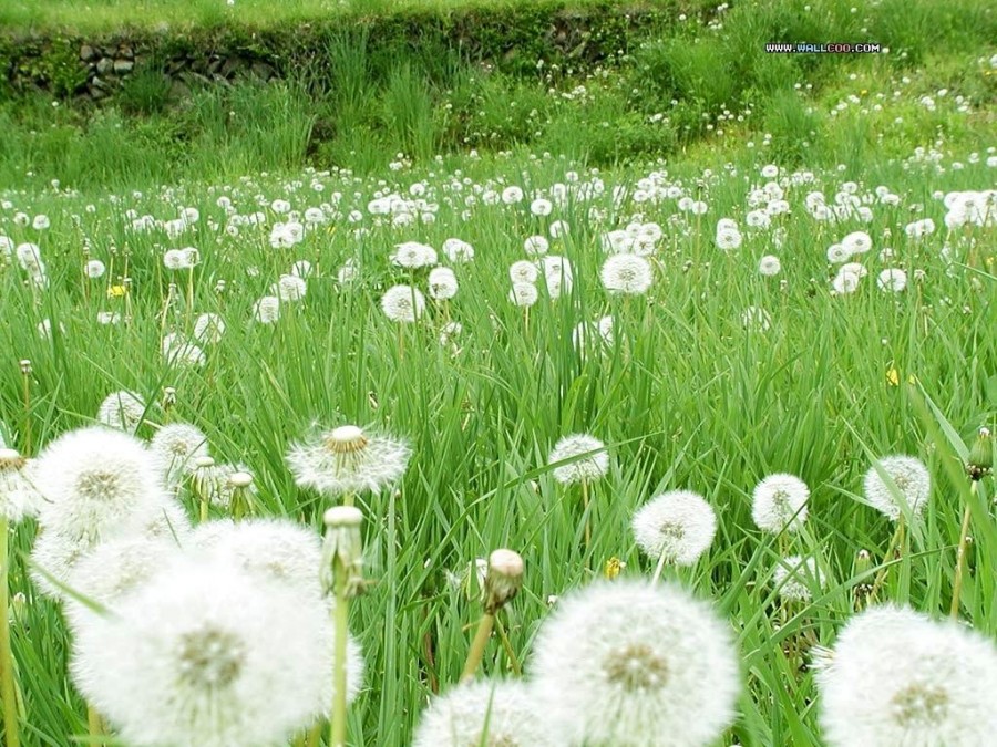 Manfaat Di Balik Keasingan Tanaman Bunga Dandelion 