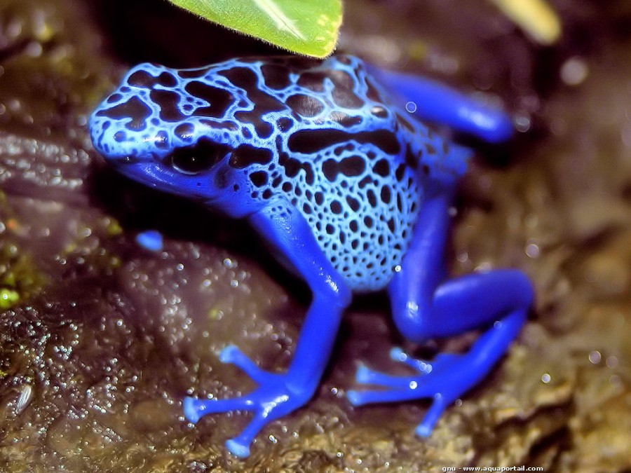  Katak  Paling Beracun  di Dunia