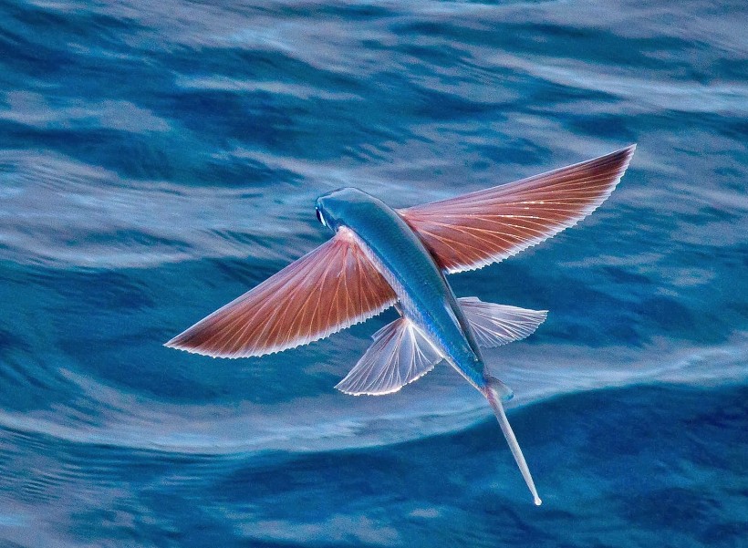 ikan terbang, ikan yang memiliki kemampuan yang menakjubkan