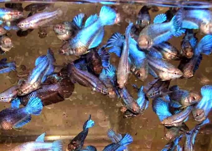 400+ Gambar Ikan Cupang Yang Paling Bagus Gratis Terbaru