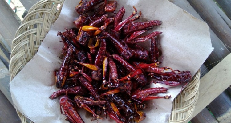 Belalang Goreng Manis