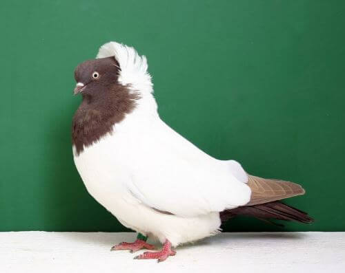 burung Merpati Nun Pigeon