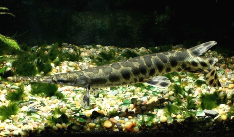 ikan aligator