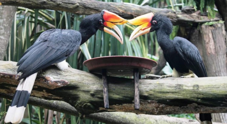  Burung  Enggang  Burung  Keramat Jelmaan Panglima Burung  