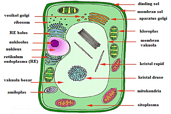 Sel Tumbuhan Dan Fungsinya - Satu Jam fungus cell diagram 