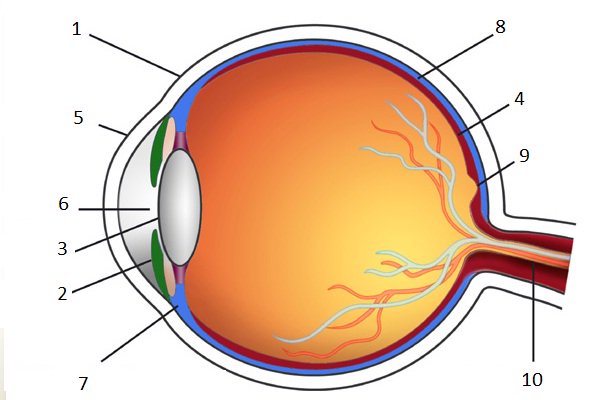 Gambar Anatomi Mata Manusia Fungsinya Usaha321 Net Gambar Bola Keterangan di Rebanas  Rebanas