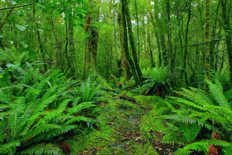 Ciri-ciri serta Kehidupan Organisme Ekosistem Hutan Hujan Tropis