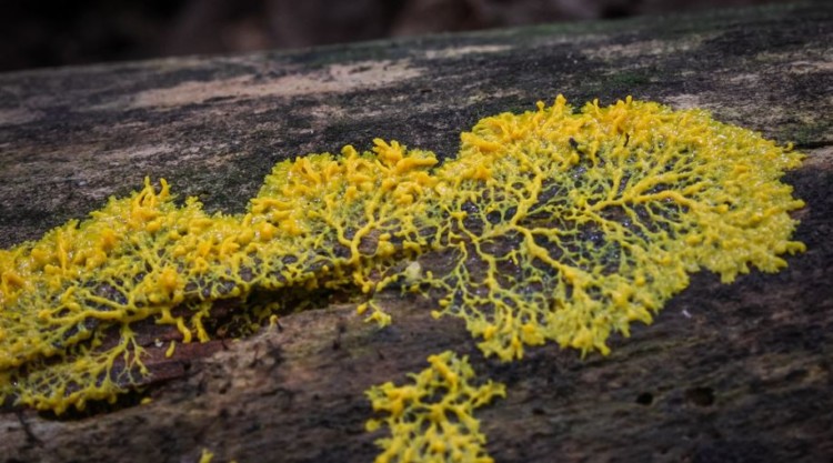 Protista Mirip Jamur Dengan Penjelasan Ciri Umum Dalam 