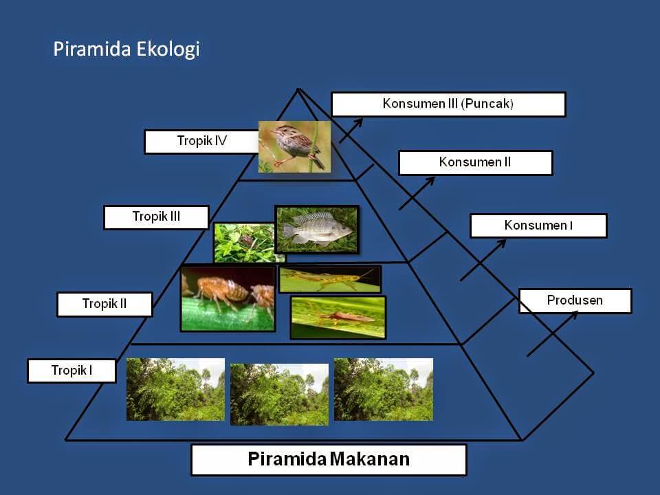 Piramida ekologi