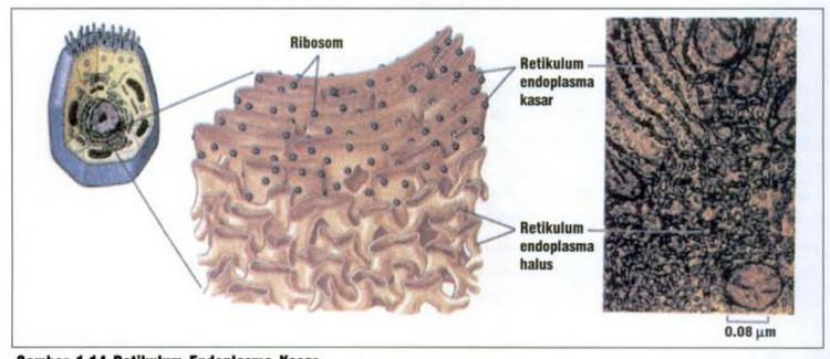 fungsi organel sel