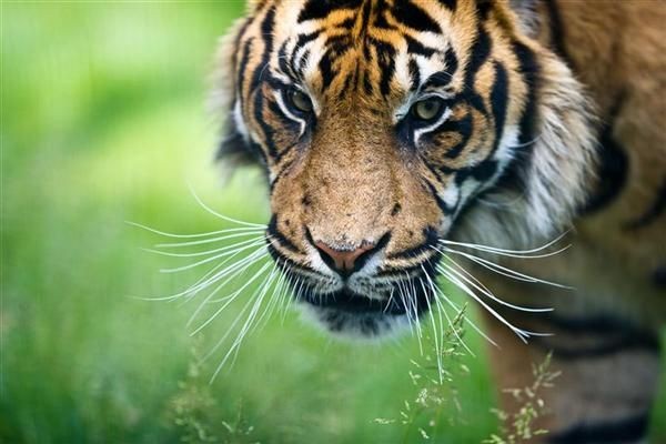 Sejarah 7 Manusia Harimau yang Harus Kamu Ketahui Satu Jam