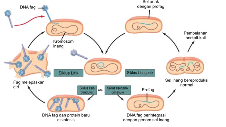 Fase Fase Reproduksi Virus Litik Dan Lisogenetik Satu Jam 9451