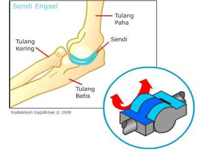 Sendi Engsel