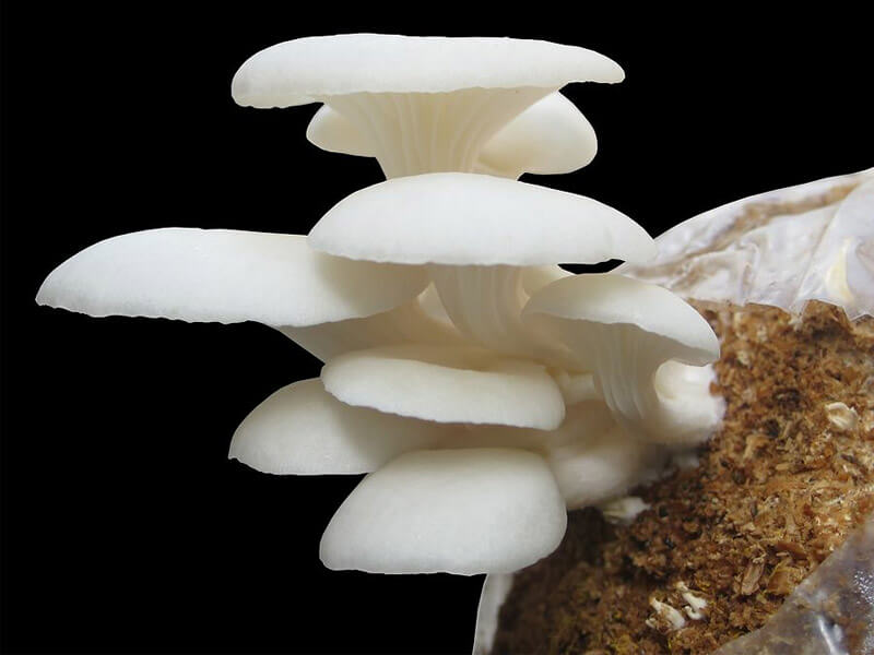 jamur-tiram-putih