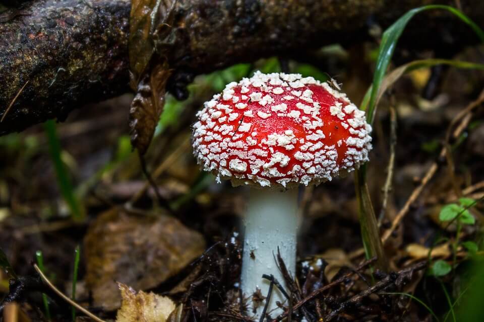 jamur mushroom