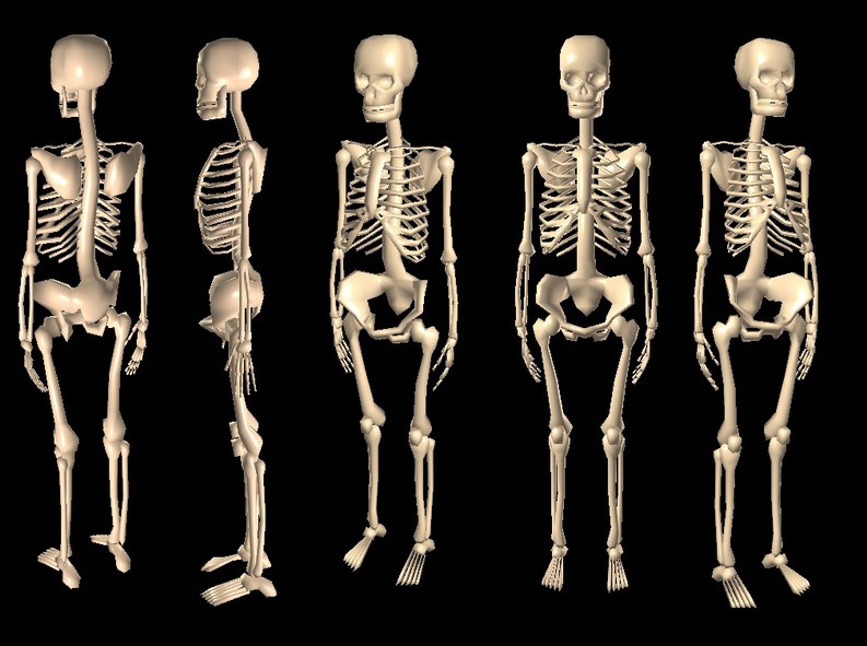 Tulang Pipih Tulang Pipih Rangka Manusia Beserta Pengertian & Jenisnya
